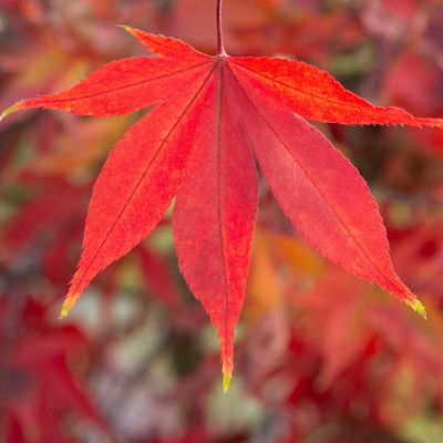 Japanischer Fächerahorn 'Osakazuki', Höhe 40 - 60 cm, Topf-Ø 19 cm Japanischer Fächerahorn 'Osakazuki', Höhe 40 - 60 cm, Topf-Ø 19 cm