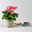 Gerbera, Farbmix zufällig, Topf-Ø 12 cm, 6 Pflanzen
