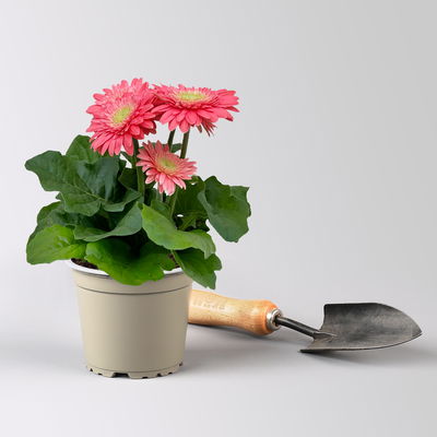 Gerbera, Farbmix zufällig, Topf-Ø 12 cm, 6 Pflanzen