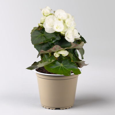 Elatior-Begonie, rosa & weiß, Topf-Ø 14 cm, Höhe ca. 20-27 cm, 4 Pflanzen