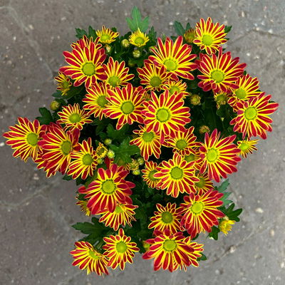 Chrysanthemen 'Swifty', bicolor-orange, Topf-Ø 10,5 cm, 6 Pflanzen Chrysanthemen 'Swifty', bicolor-orange, Topf-Ø 10,5 cm, 6 Pflanzen