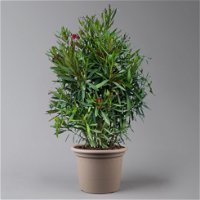 Oleander, Farbe zufällig, Busch, Topf-Ø 33 cm, Höhe ca. 100 cm