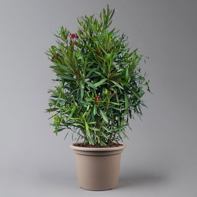 Oleander, Farbe zufällig, Topf-Ø 33 cm, Höhe ca. 100 cm