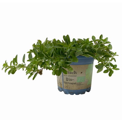 Bio Oregano 'Compactum', Topf-Ø 12 cm