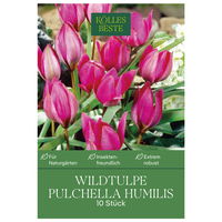 Wildtulpen Pulchella Humilis rosa, 10 Blumenzwiebeln