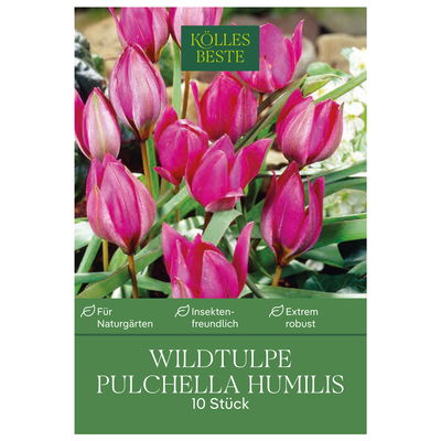 Wildtulpen Pulchella Humilis rosa, 10 Blumenzwiebeln Wildtulpen Pulchella Humilis rosa, 10 Blumenzwiebeln
