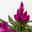 Celosia 'Deep Purple', 6er-Set, lila, Topf 12 cm Ø