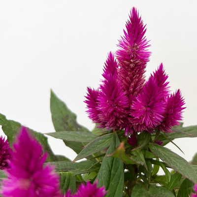 Celosia 'Deep Purple', pink, Topf 12 cm Ø, 6 Pflanzen