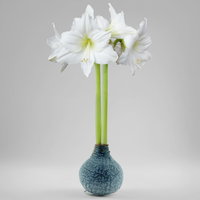 Amaryllis in Wachs XL, Dekor 'Marble Blue', Blüte weiß Amaryllis in Wachs XL, Dekor 'Marble Blue', Blüte weiß