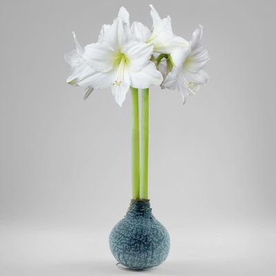 Amaryllis in Wachs XL, Dekor 'Marble Blue', Blüte weiß Amaryllis in Wachs XL, Dekor 'Marble Blue', Blüte weiß