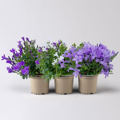 Glockenblume, 2-3 Farben zufällig, Topf-Ø 10,5 cm, 3 Pflanzen