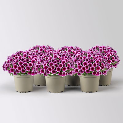 Petunie, rosa-fuchsia, hängend, Topf-Ø 13 cm, 6 Pflanzen Petunie, rosa-fuchsia, hängend, Topf-Ø 13 cm, 6 Pflanzen