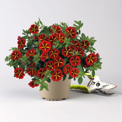 Zauberglöckchen 'Red Kiss' rot-gelb, Topf-Ø 13 cm, 6 Pflanzen