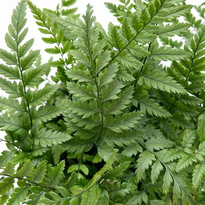 Freilandfarne Mix, Sorte zufällig, Topf-Ø 12 cm, 6er-Set Freilandfarne Mix, Sorte zufällig, Topf-Ø 12 cm, 6er-Set