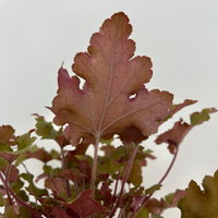 Bio Purpurglöckchen 'Marmalade®', kupfer/purpur, Topf-Ø 12 cm, 3 Pflanzen Bio Purpurglöckchen 'Marmalade®', kupfer/purpur, Topf-Ø 12 cm, 3 Pflanzen