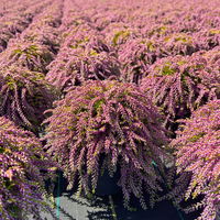 Calluna hängend, rosa, gelblaubig, Topf-Ø 12 cm, 3 Stück
