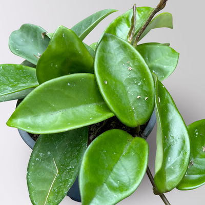 Zimmerpflanzenset 'Porzellanblumenliebe', Topf-Ø 10,5 cm, 3 Pflanzen