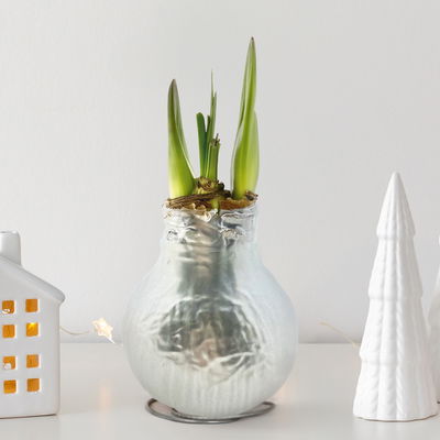 Amaryllis in Wachs XL, Dekor 'Superior Silver', Blüte pink Amaryllis in Wachs XL, Dekor 'Superior Silver', Blüte pink