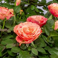 Rose Patio, orange, Topf-Ø 13 cm, 3er-Set