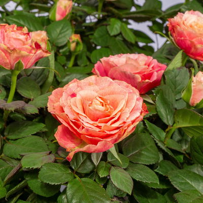Rose Patio, orange, Topf-Ø 13 cm, 6 Pflanzen