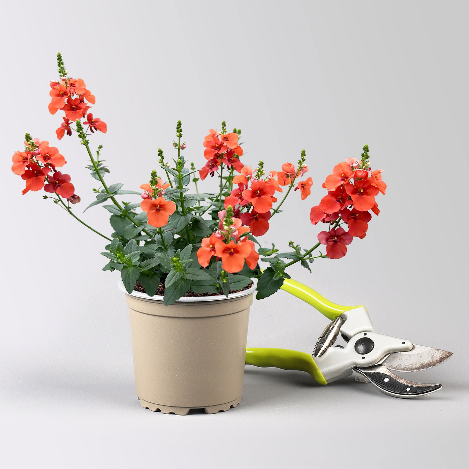 Pflanzenkreation 'Insektenbuffet', bunt, 6 Pflanzen inkl. Erde und Dünger