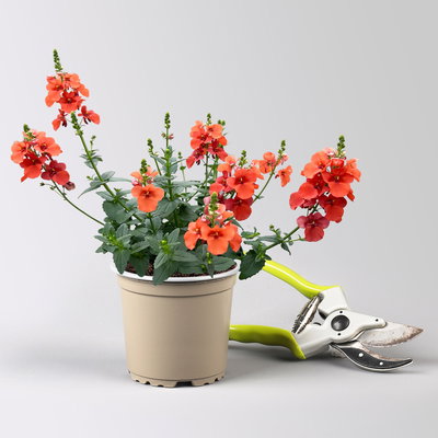 Pflanzenkreation 'Insektenbuffet', bunt, 6 Pflanzen inkl. Erde und Dünger