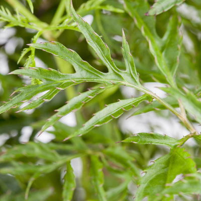 Polyscias 'Ming', Topf-Ø 24 cm, Höhe ca. 70-80 cm Polyscias 'Ming', Topf-Ø 24 cm, Höhe ca. 70-80 cm