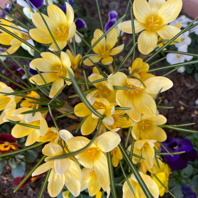 Wild Krokus 'Cream Beauty', hellgelb bis cremeweiß, Topf-Ø 10,5 cm, 6 Pflanzen