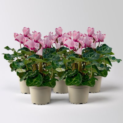 Alpenveilchen 'Victoria', rosa, Mini, Topf-Ø 6 cm, 5 Pflanzen Alpenveilchen 'Victoria', rosa, Mini, Topf-Ø 6 cm, 5 Pflanzen
