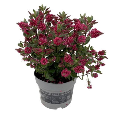 Hebe 'All Blooms®', Farbe zufällig, Topf-Ø 17 cm Hebe 'All Blooms®', Farbe zufällig, Topf-Ø 17 cm