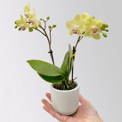 Mini-Phalaenopsis mit Keramiktopf, gelb, Topf-Ø 7 cm, 2 Pflanzen Mini-Phalaenopsis mit Keramiktopf, gelb, Topf-Ø 7 cm, 2 Pflanzen