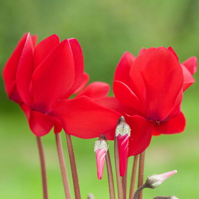 Alpenveilchen rot, Topf-Ø 10,5 cm, Höhe ca. 23 cm, 8 Pflanzen Alpenveilchen rot, Topf-Ø 10,5 cm, Höhe ca. 23 cm, 8 Pflanzen
