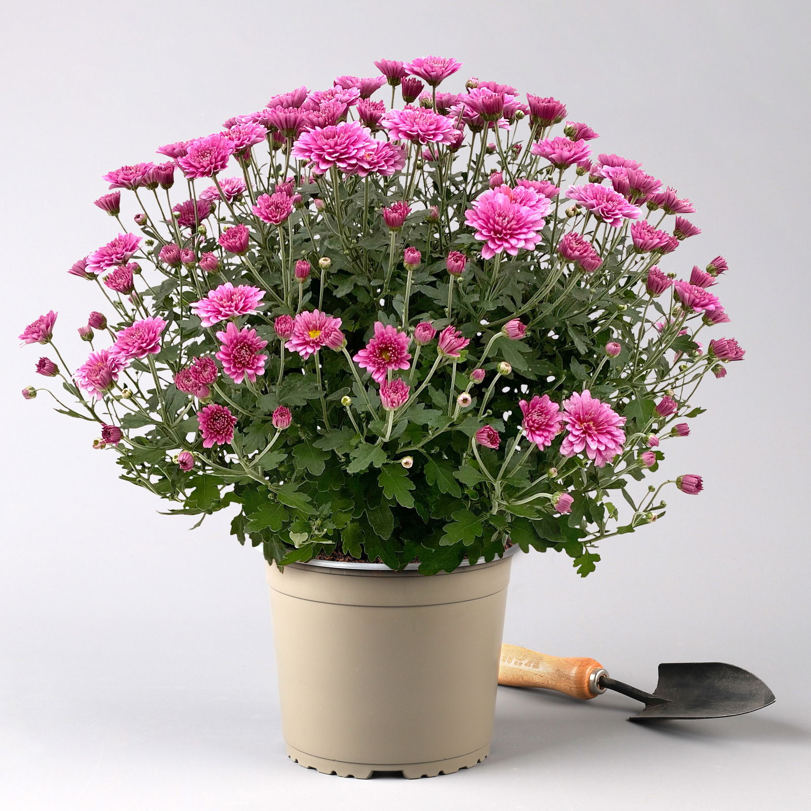 Chrysanthemen-Busch, gelb-lila-weiß, Topf-Ø 19 cm, 3er-Set