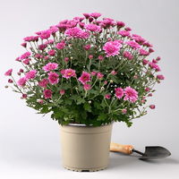 Chrysanthemen-Busch, gelb-lila-weiß, Topf-Ø 19 cm, 3er-Set