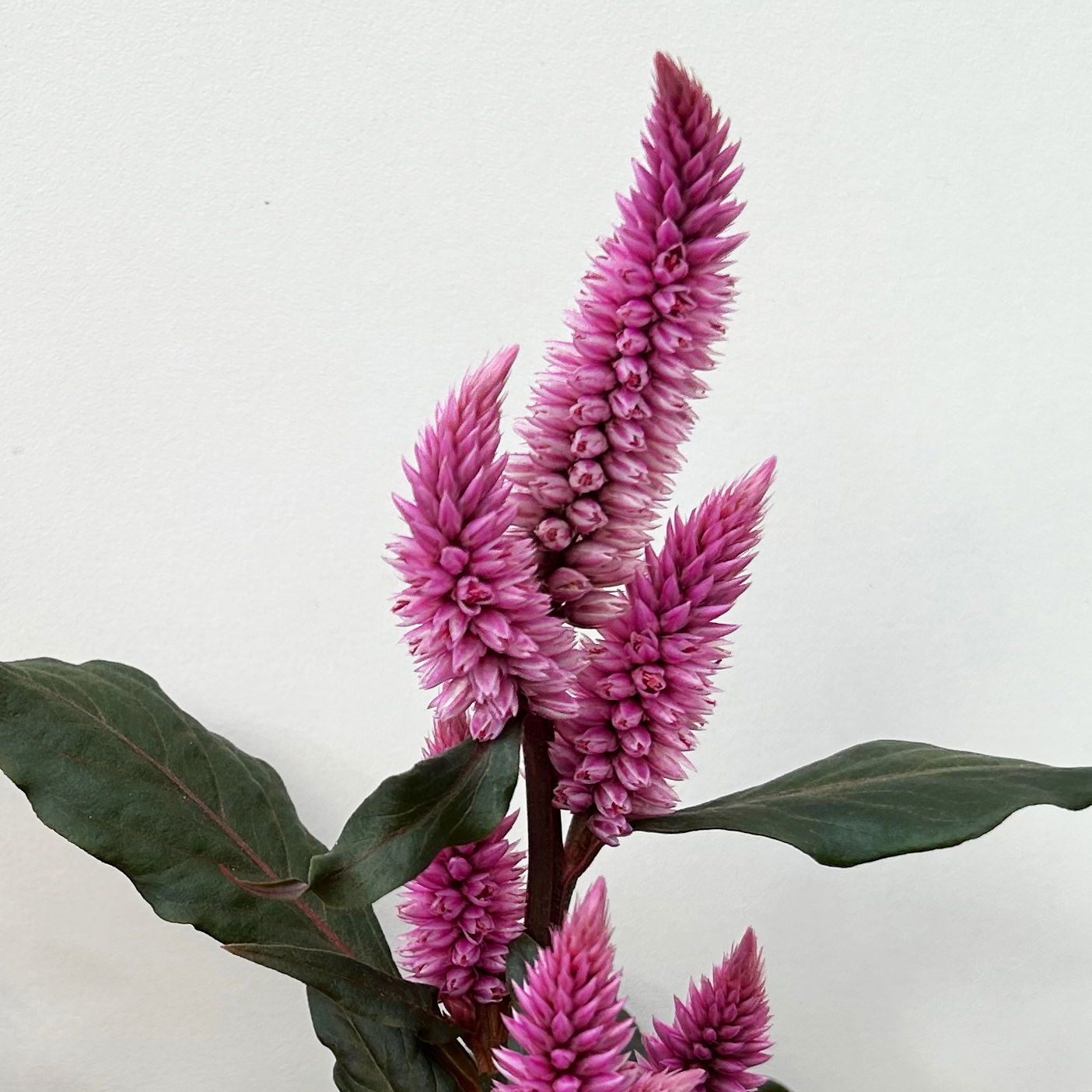 Celosia 'Wild Pink' rosa-pink, Topf-Ø 19 cm, 2er-Set