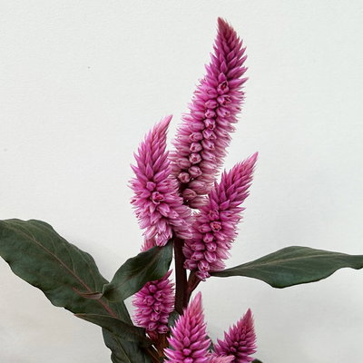 Celosia 'Wild Pink' rosa-pink, Topf-Ø 14 cm, 3 Stück
