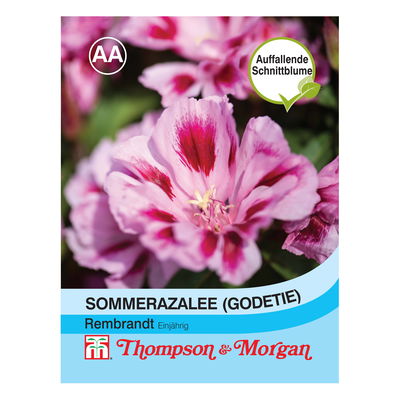 Sommerazaleensamen 'Godetia Rembrandt' Sommerazaleensamen 'Godetia Rembrandt'
