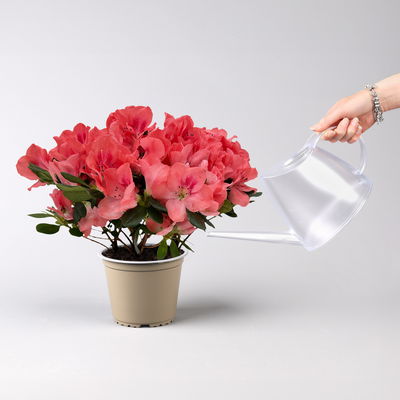 Azalee, Lachstöne, gefüllt, Topf-Ø 14 cm, 2 Stück Azalee, Lachstöne, gefüllt, Topf-Ø 14 cm, 2 Stück