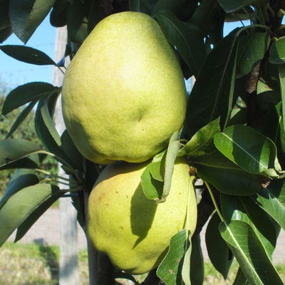 Kölle Bio Zwergbirne 'Garden Surprise'®, Topf 7,5 Liter Kölle Bio Zwergbirne 'Garden Surprise'®, Topf 7,5 Liter