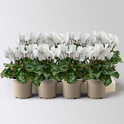 Alpenveilchen weiß, Topf-Ø 10,5 cm, Höhe ca. 23 cm, 8 Pflanzen