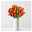 Blumenbund mit Tulpen, 30er-Bund, orange, inkl. gratis Grußkarte