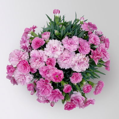 Stauden-Nelke 'I Love U', pink-rosa-weiß, Topf-Ø 14 cm, 4 Pflanzen