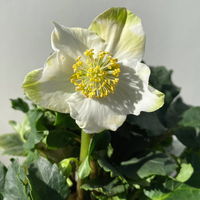 Christrose 'Christmas Carol' weiß, Topf-Ø 9 cm, 4er-Set