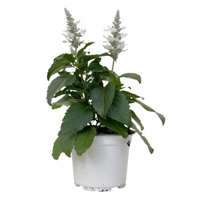 Mehliger Salbei, weiß, Topf-Ø ca. 12/13 cm, 6 Pflanzen