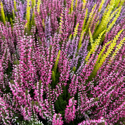 Calluna 'Beauty Ladies® Milca-Trio', lila-rot-weiß, Topf-Ø 11 cm, 6 Pflanzen Calluna 'Beauty Ladies® Milca-Trio', lila-rot-weiß, Topf-Ø 11 cm, 6 Pflanzen
