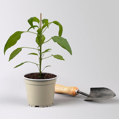 Bio Peperoni 'Gelbes Rüsselchen', Topf-Ø 12 cm, 3 Pflanzen