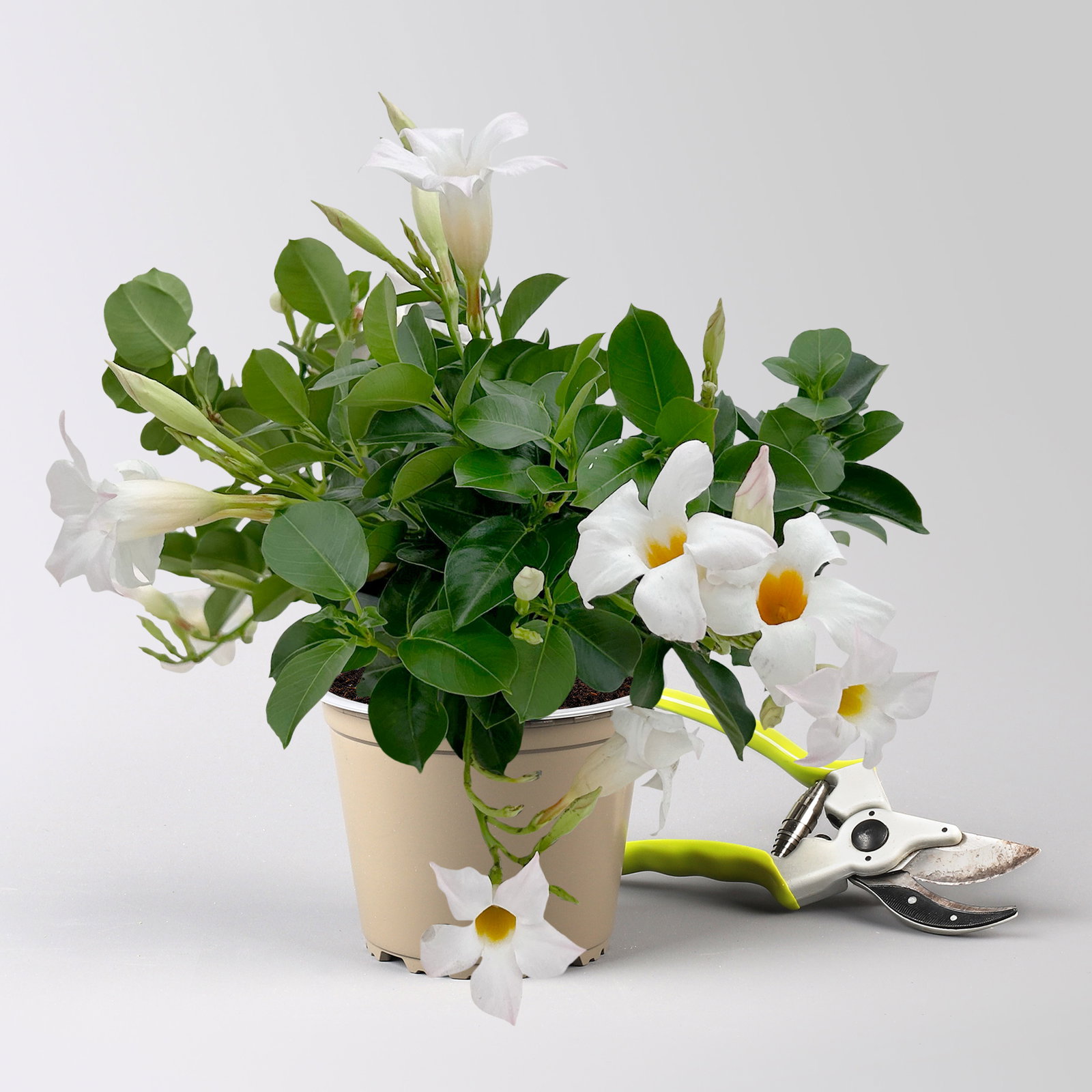 Dipladenie, weiß, Topf-Ø 14 cm, 4 Pflanzen