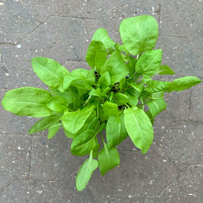 Sauerampfer, Kölle Bio, 12cm Topf, frisch aus unserer Bio-Gärtnerei