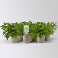 Duftgeranie 'Freshfruity® Choco Fresh', Topf-Ø 12 cm, 6 Pflanzen