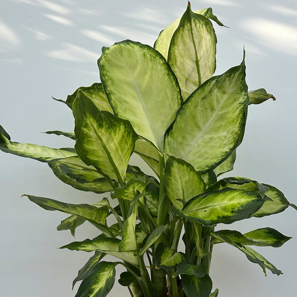 Dieffenbachie 'Camilla', Topf-Ø 17cm, Höhe ca. 50-60 cm, 2 Pflanzen